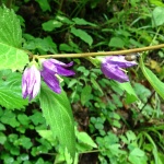 Diese lila Blümchen blühten irgendwo am Wegesrand im Wald, noch ein paar 100 Meter entfernt vom Feld.